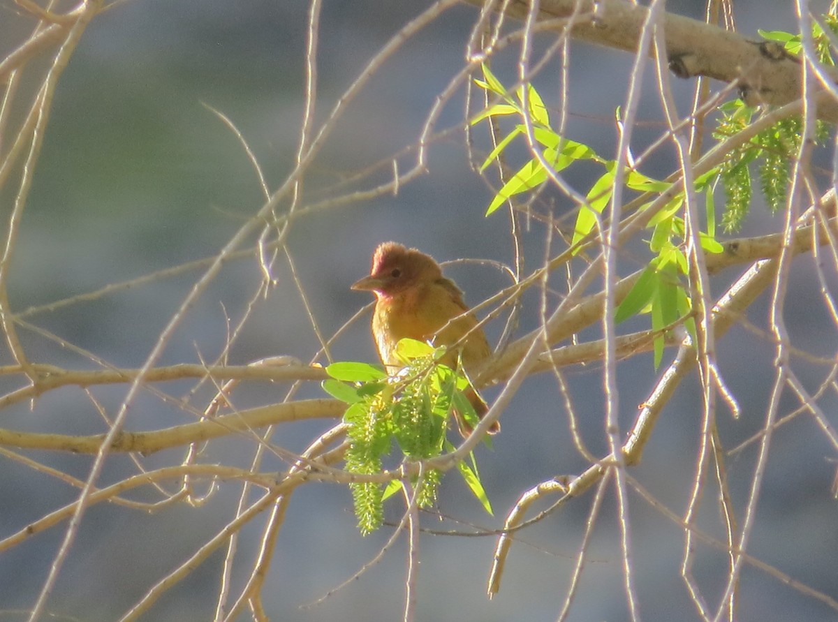 Summer Tanager - ML340369521