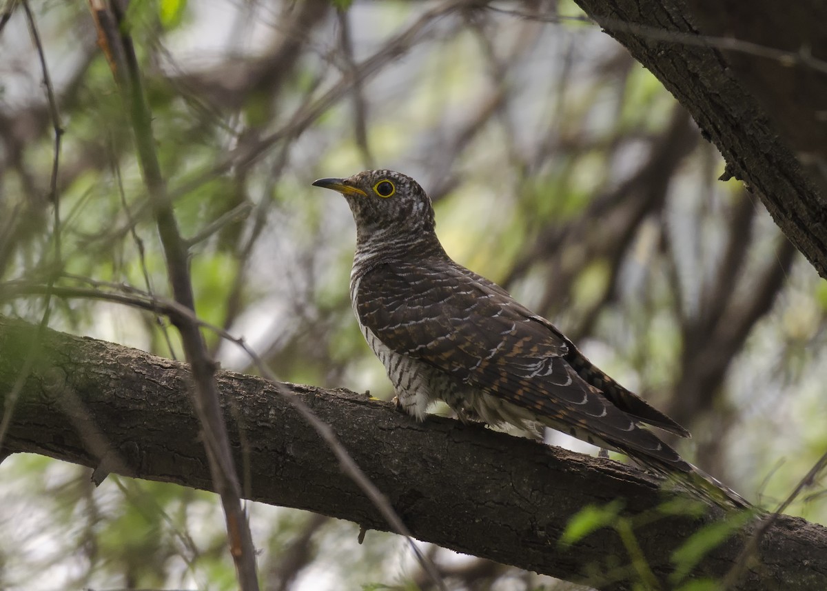 Common Cuckoo - ML340369591