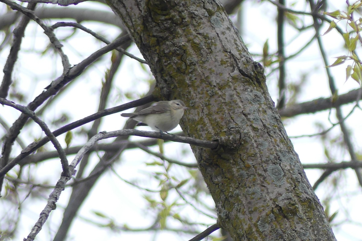 Warbling Vireo - ML340369791