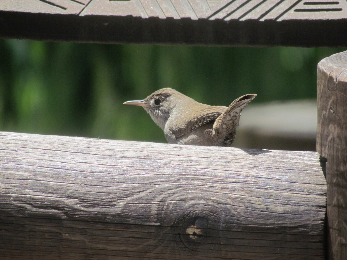 Northern House Wren - ML340370141
