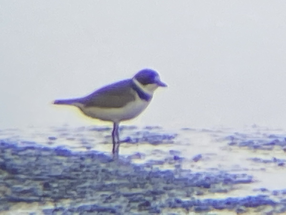 Semipalmated Plover - ML340370231