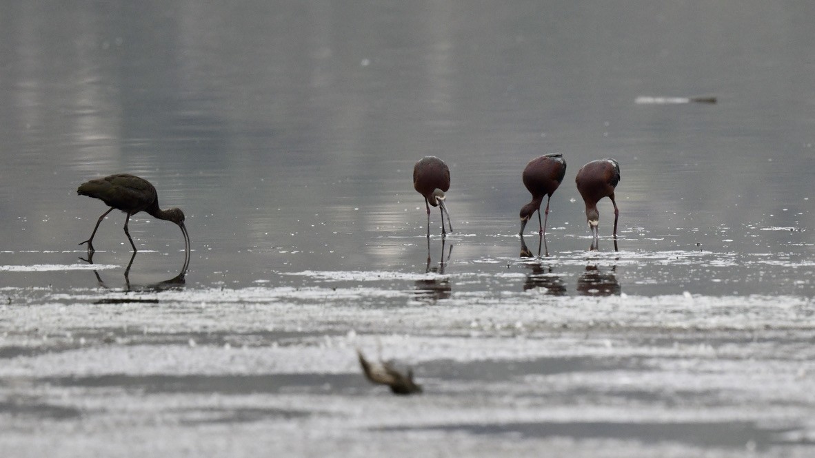 White-faced Ibis - ML340370581