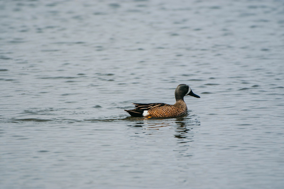 Blue-winged Teal - ML340370741