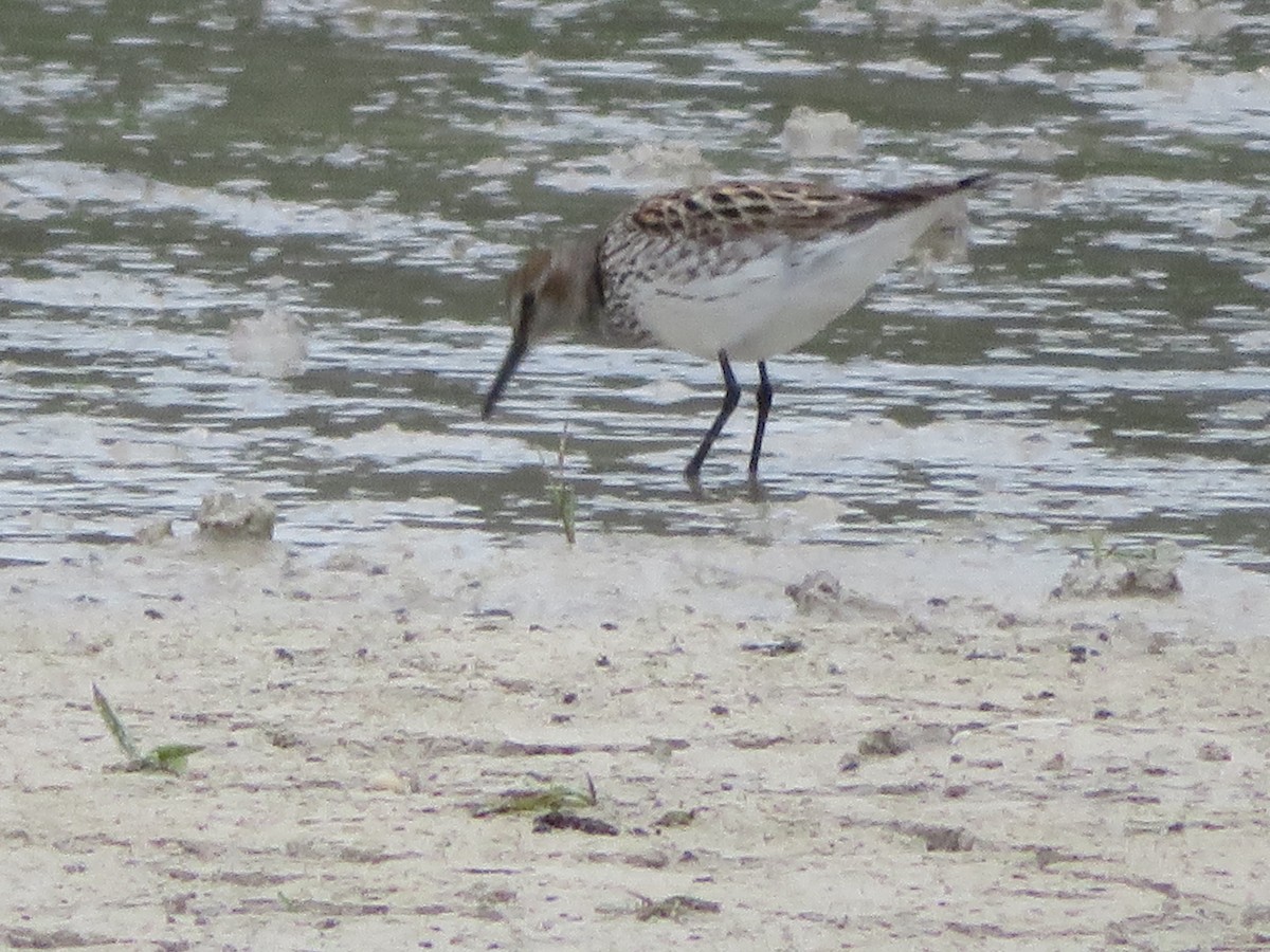 White-rumped Sandpiper - ML340371021