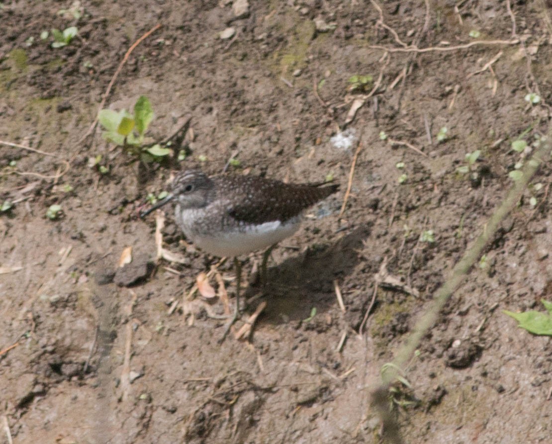 Solitary Sandpiper - ML340371571