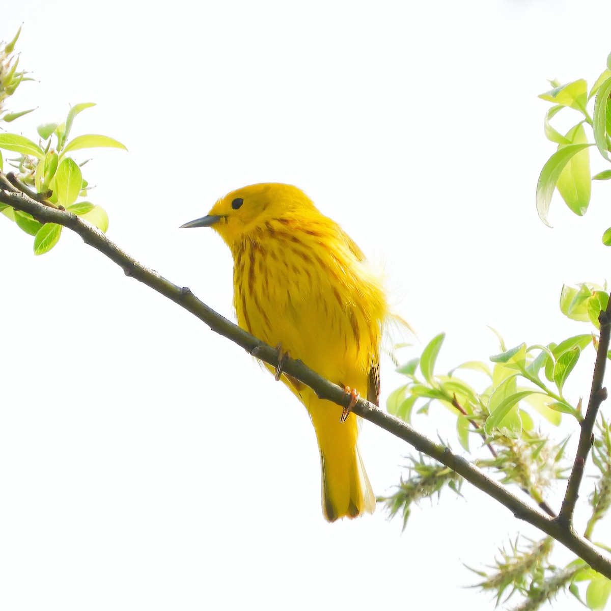 Yellow Warbler - Clay Poitras