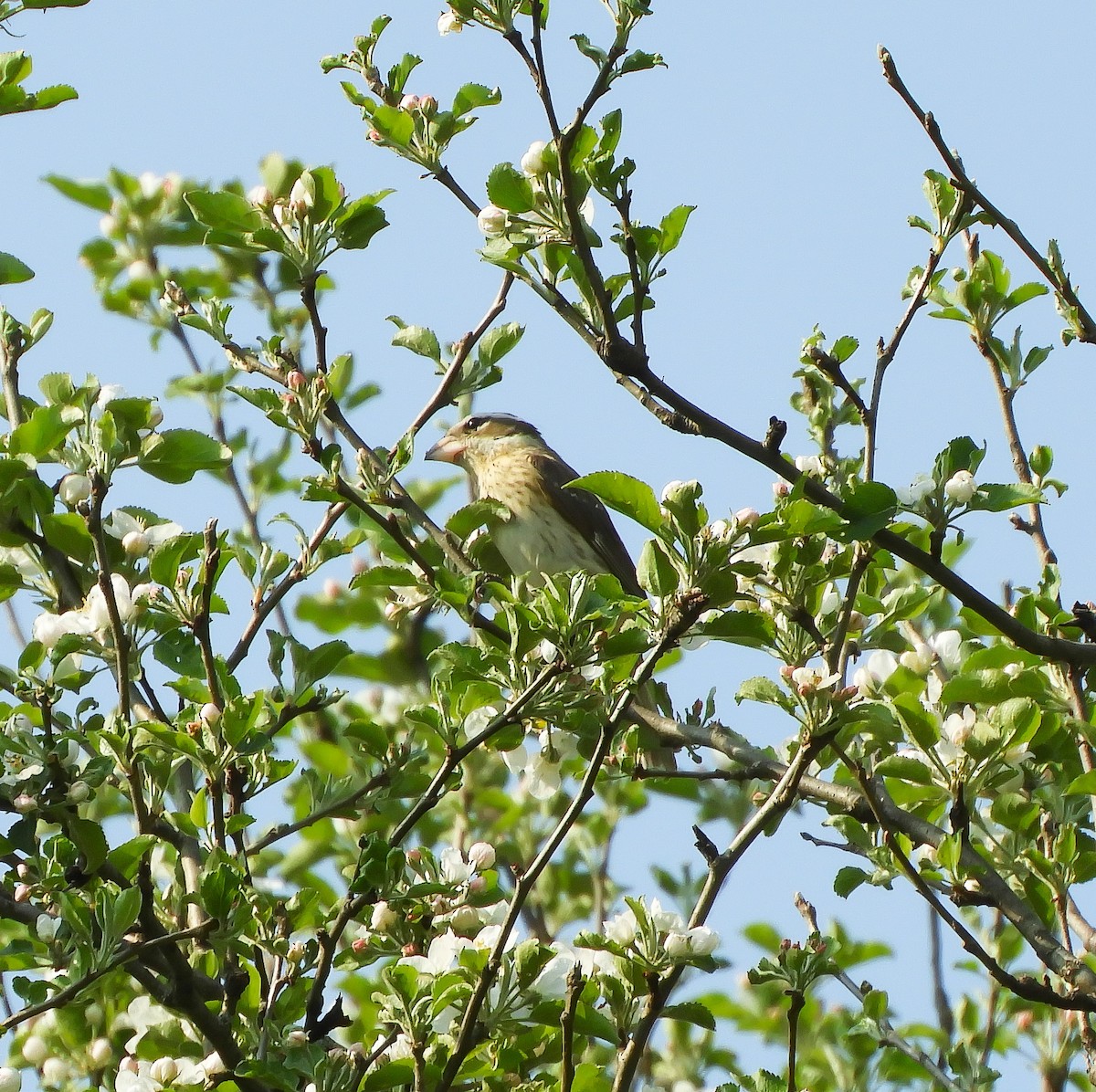 Rose-breasted Grosbeak - ML340373411