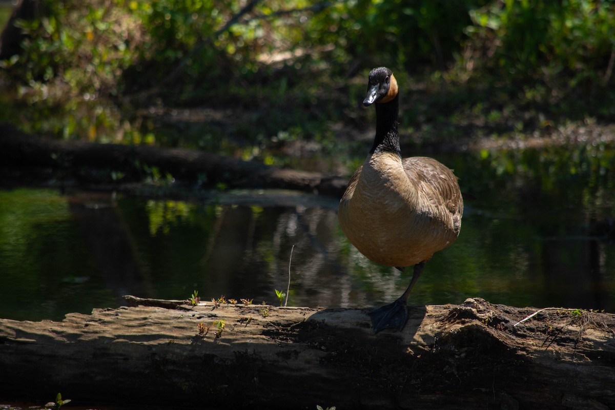 Canada Goose - ML340373901