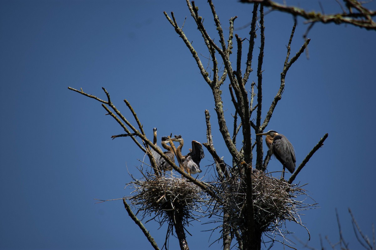 Great Blue Heron - ML340374381