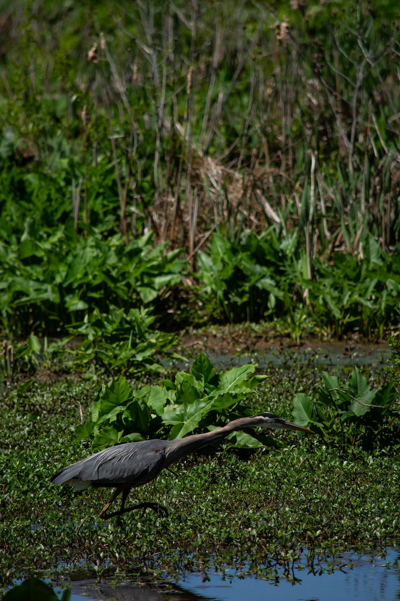 Great Blue Heron - ML340374431