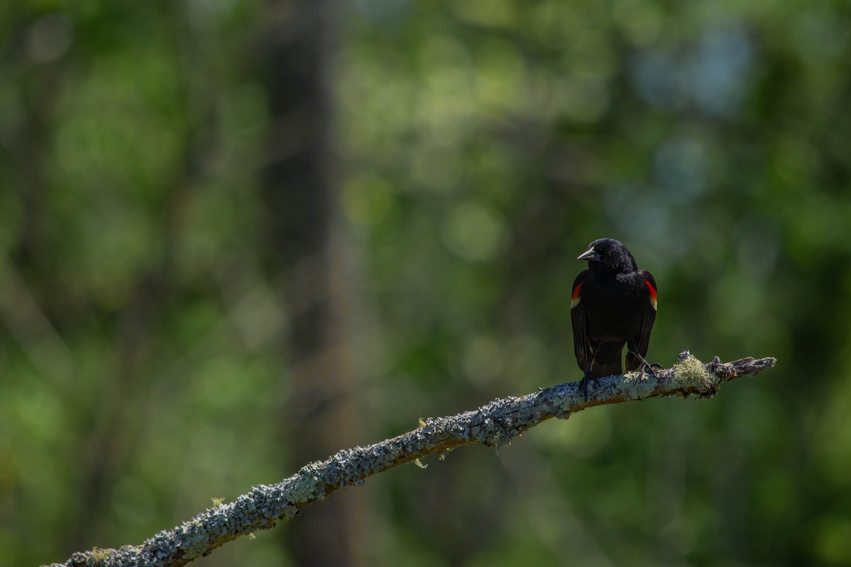 Red-winged Blackbird - ML340374891