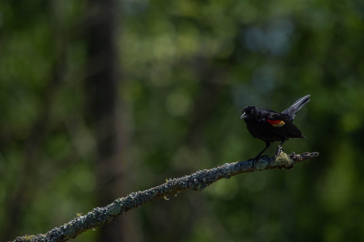Red-winged Blackbird - ML340374901