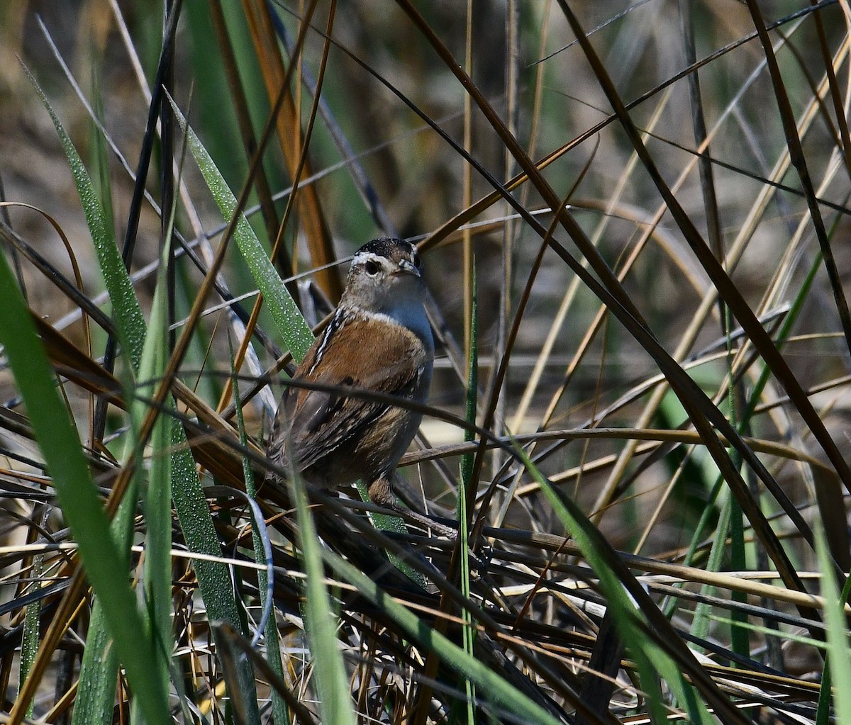 Marsh Wren - ML340375301