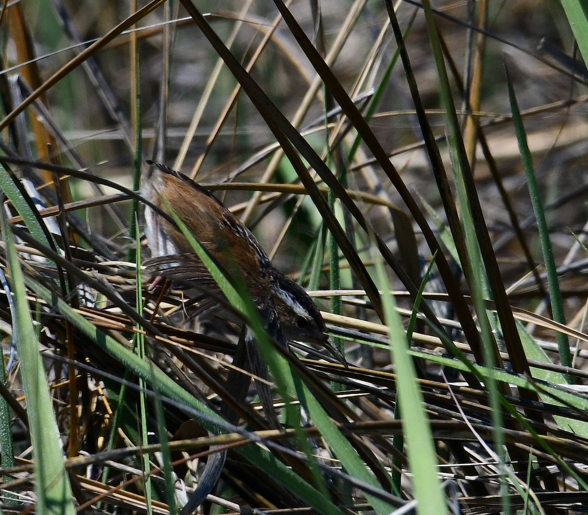 Marsh Wren - ML340375371