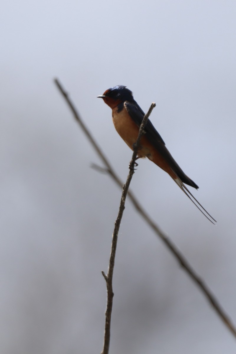 Barn Swallow - ML340375631