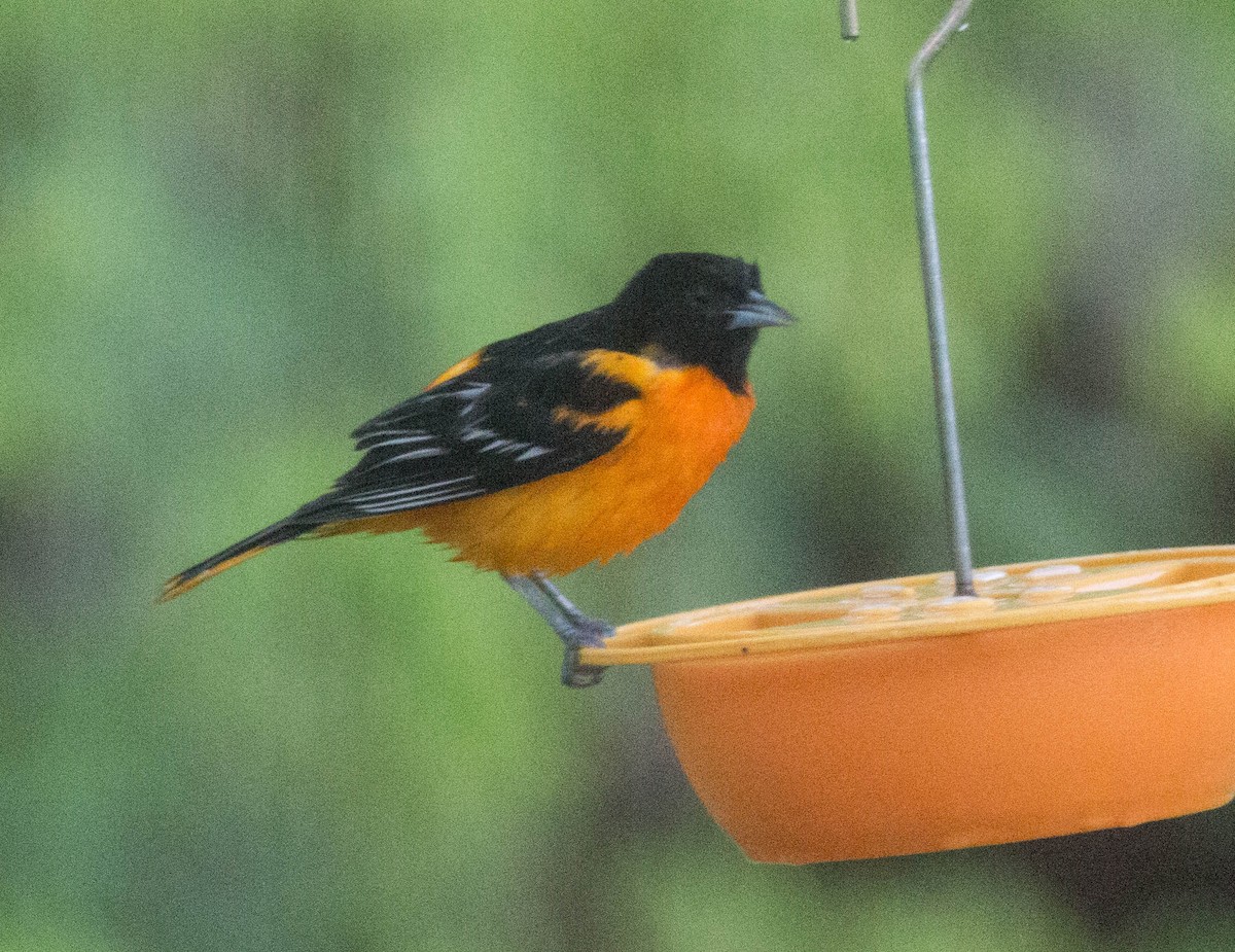 Baltimore Oriole - ML340376351