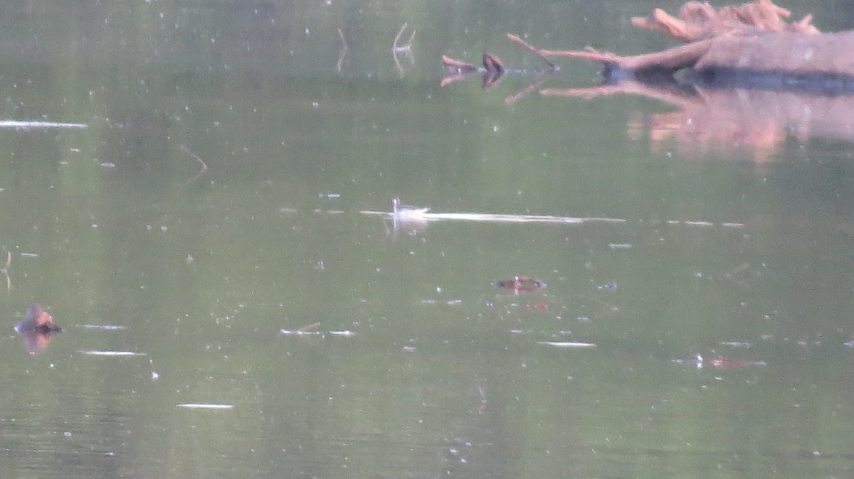 Red-necked Phalarope - ML340379051