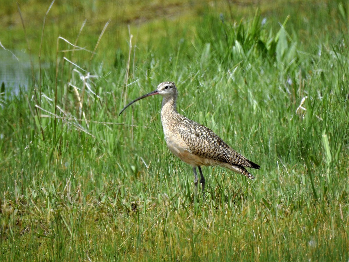 Long-billed Curlew - ML340379721