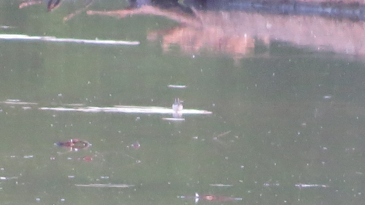 Red-necked Phalarope - ML340379851