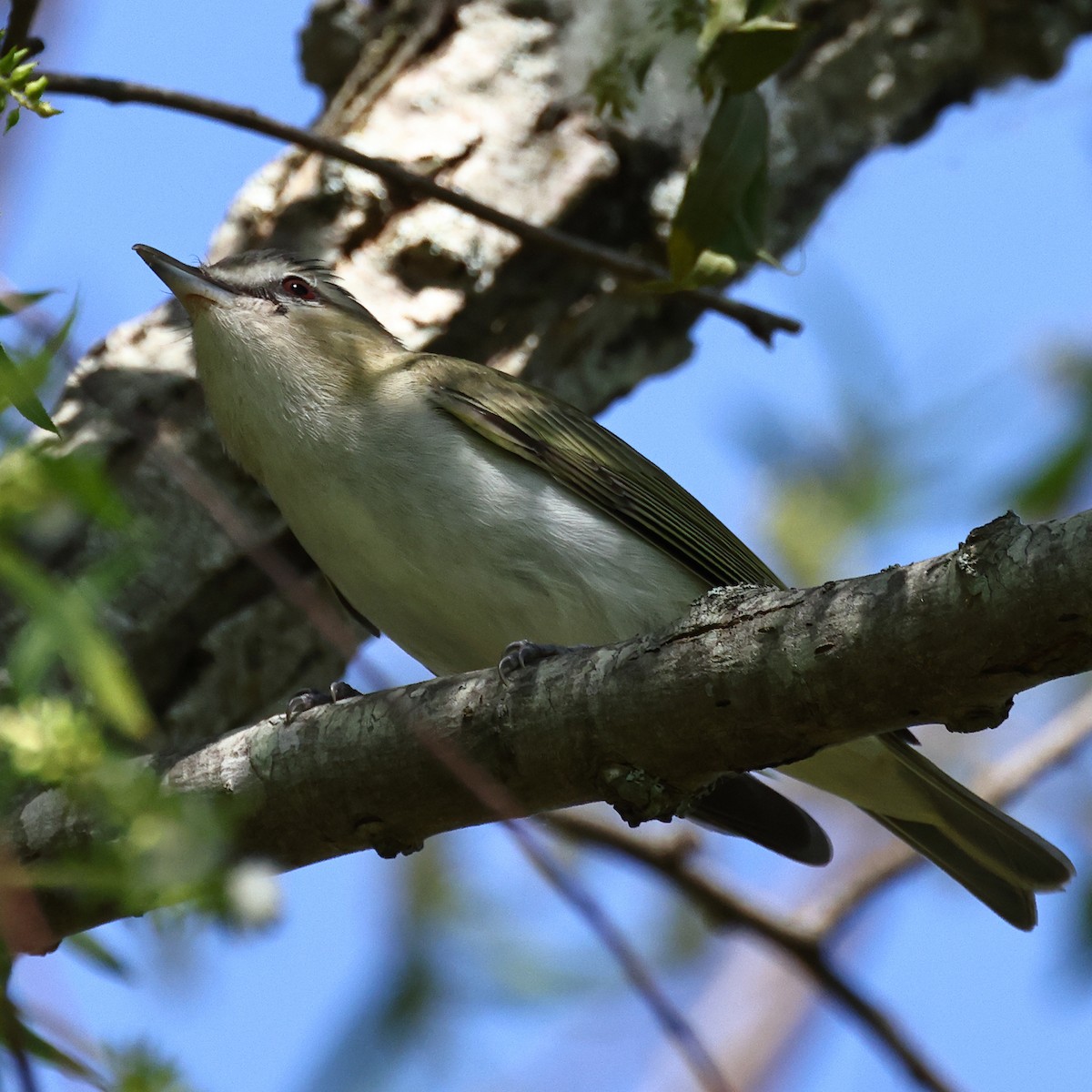 Red-eyed Vireo - ML340379951