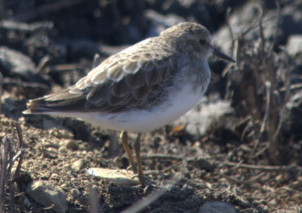 Least Sandpiper - ML34038161