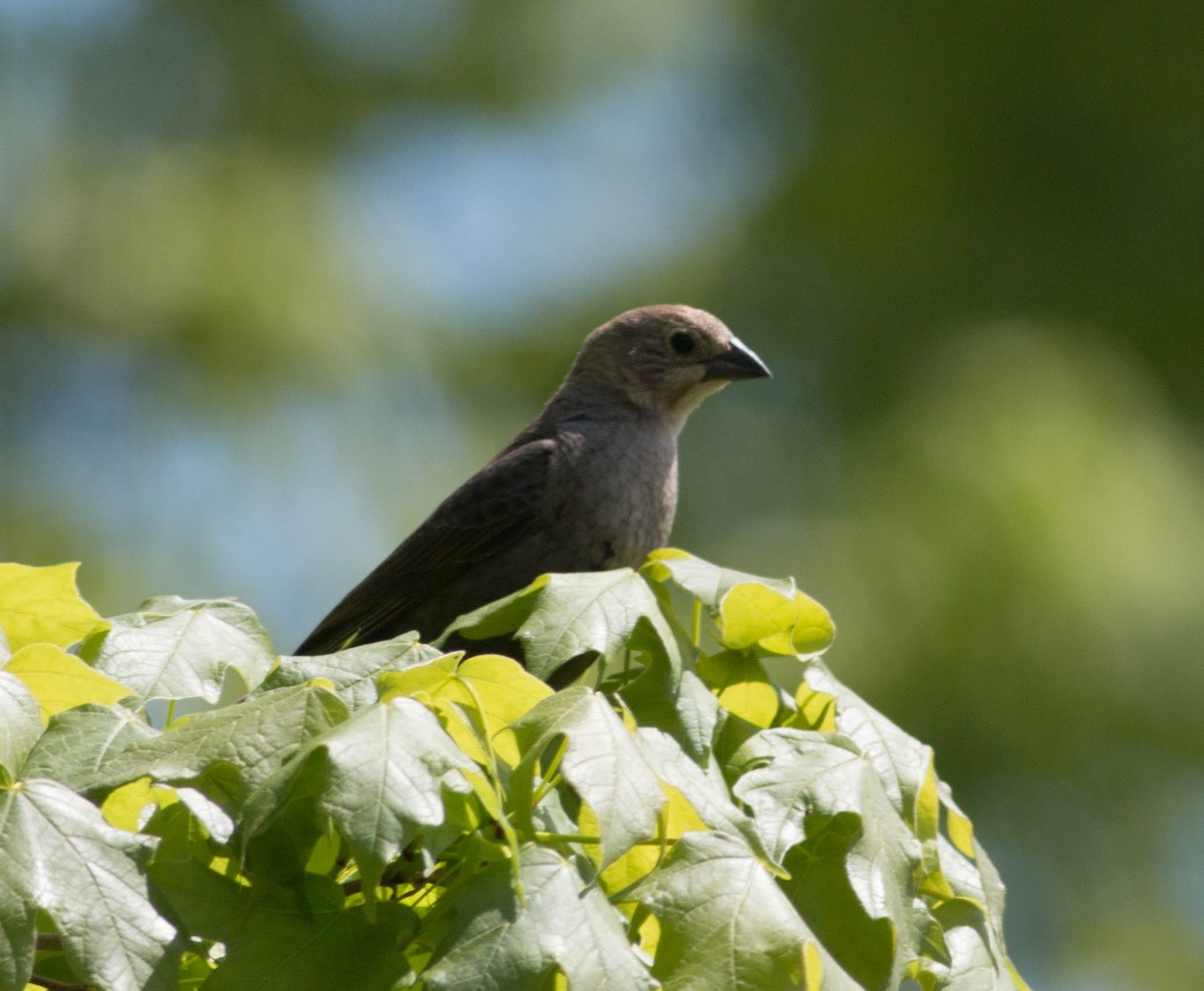 Brown-headed Cowbird - ML340381731