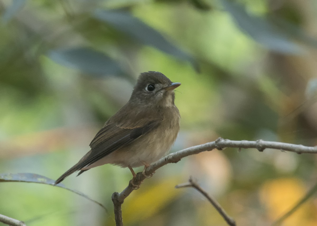 Brown-breasted Flycatcher - ML340381831