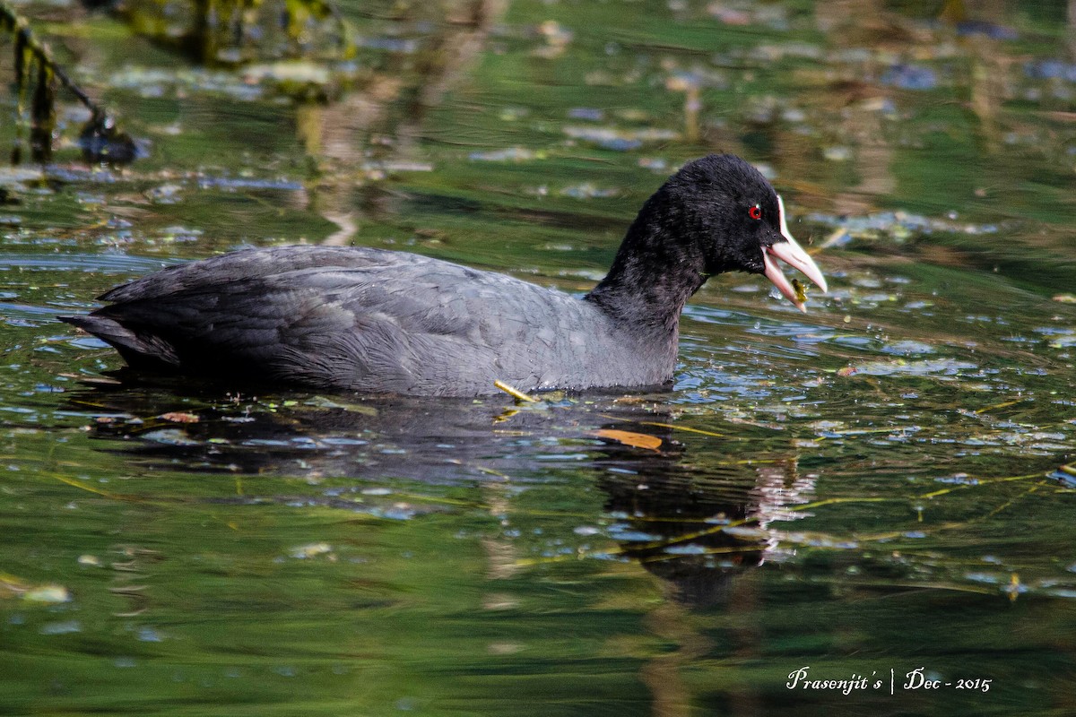 Eurasian Coot - Prasenjit Bhattacharjee