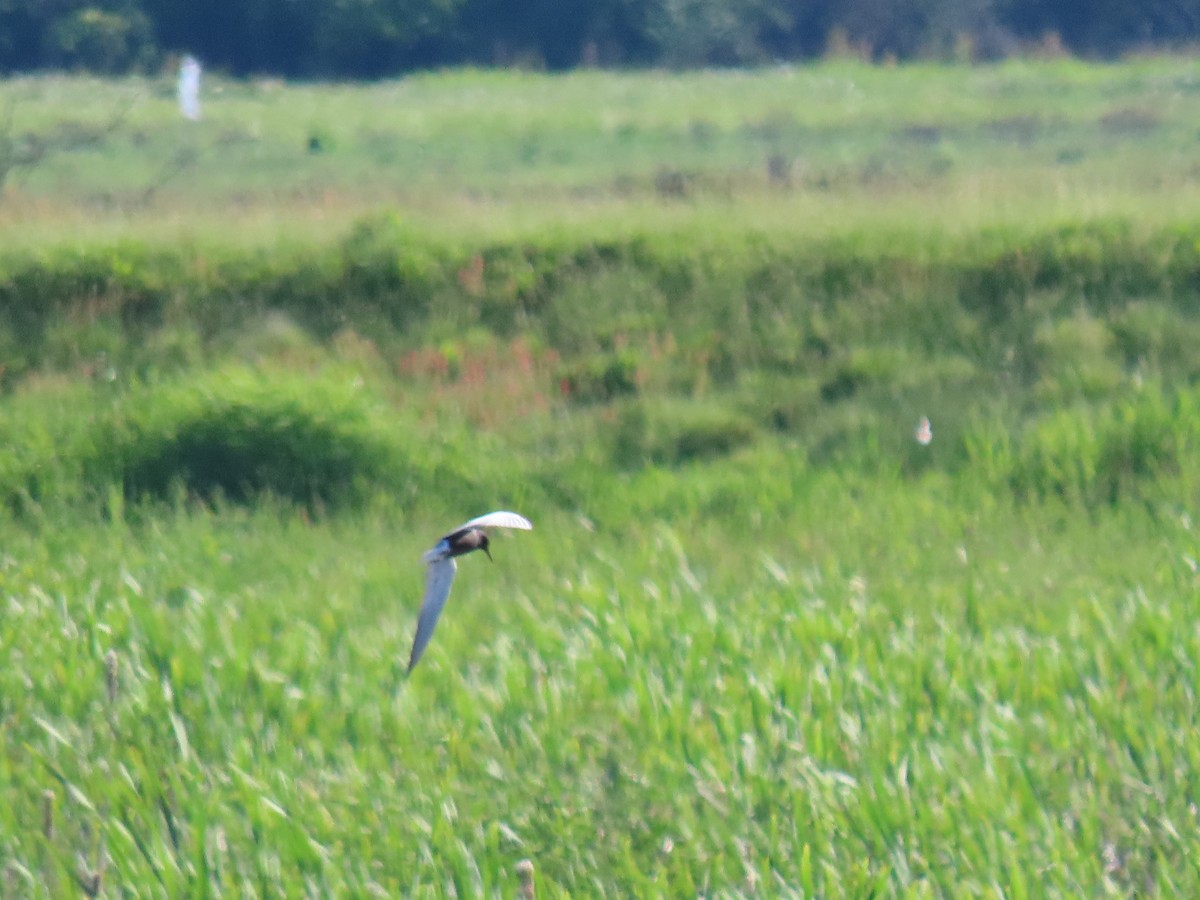 Хилэн хараалай - ML340384721