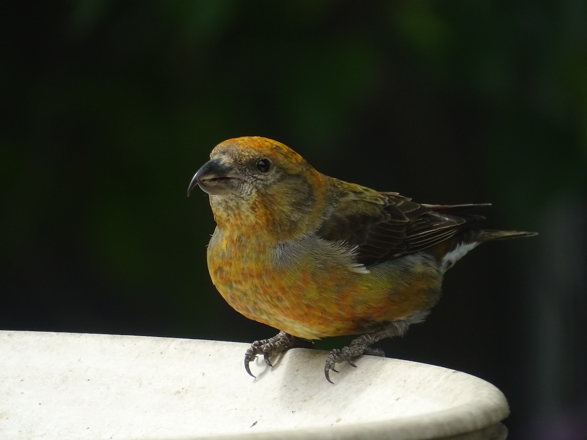 Red Crossbill - ML340384861