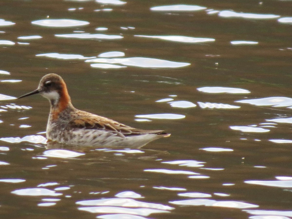 Red-necked Phalarope - Tonette McEwan