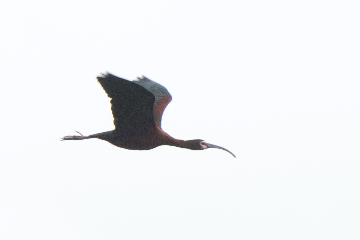 White-faced Ibis - Jacob Wessels