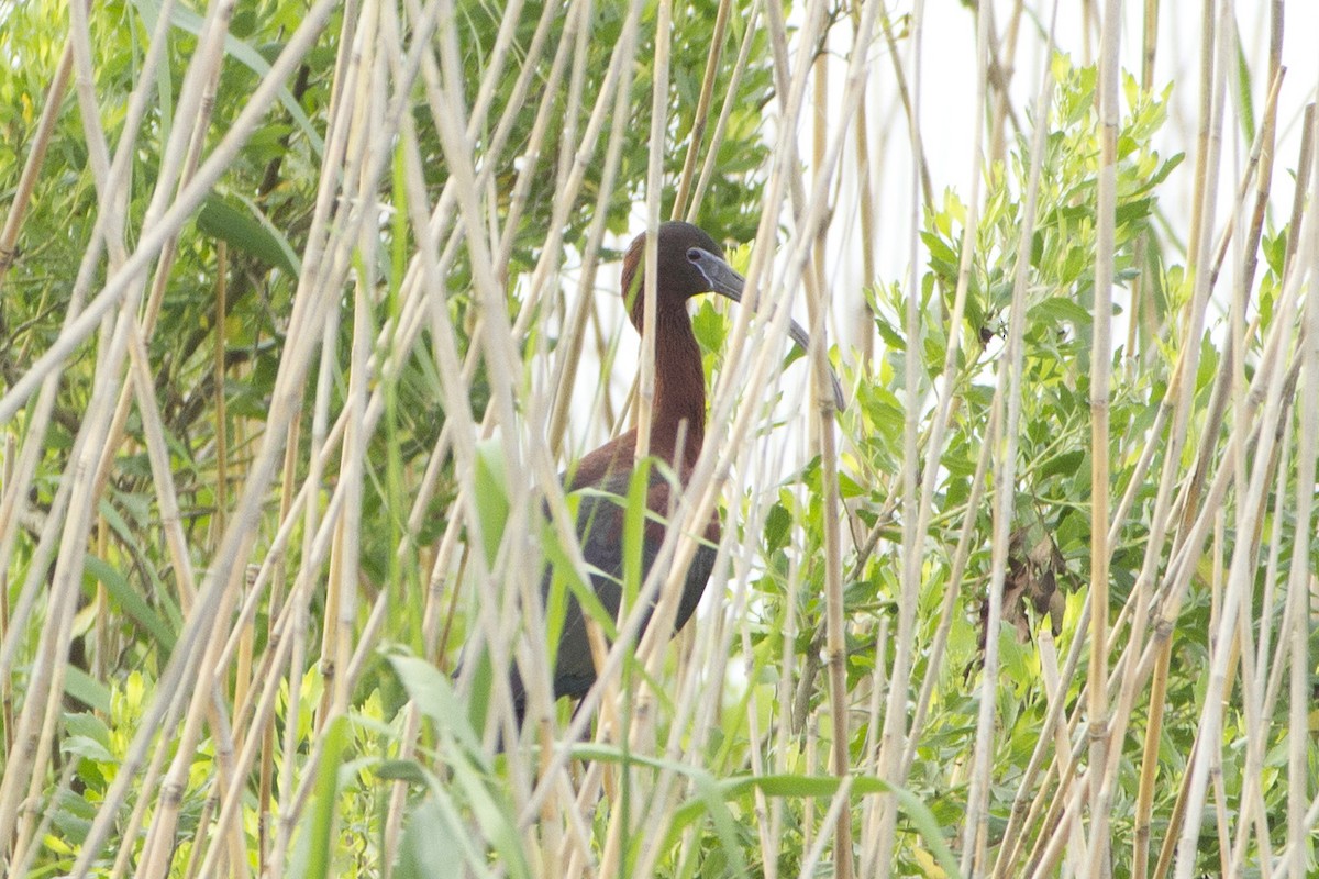 Glossy Ibis - ML340385201