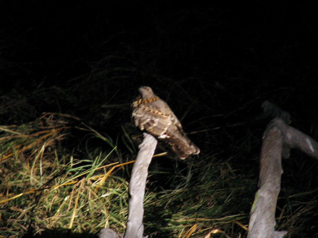 Square-tailed Nightjar - ML34038571