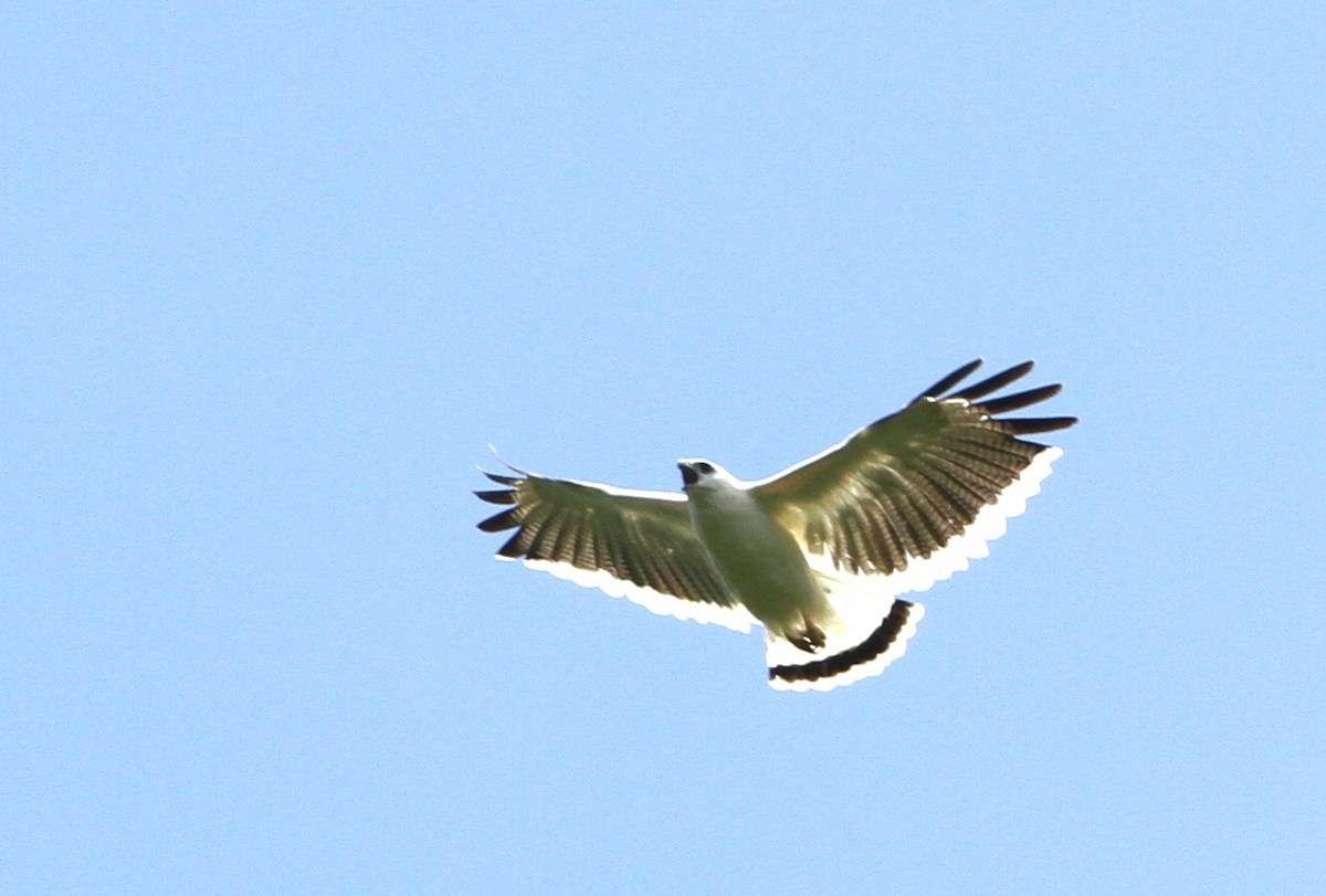 White Hawk - ML34038631