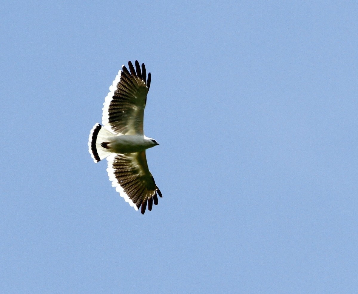 White Hawk - Georges Duriaux