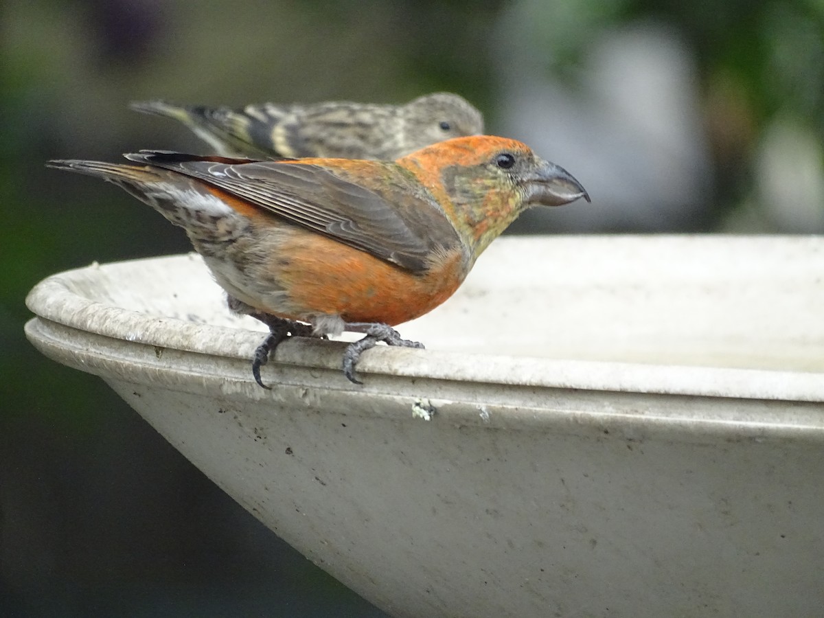 Red Crossbill - ML340387891