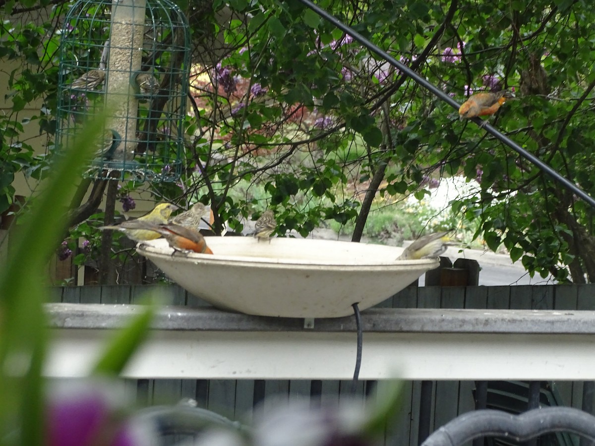 Red Crossbill - ML340387951