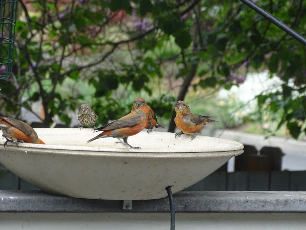 Red Crossbill - ML340388011