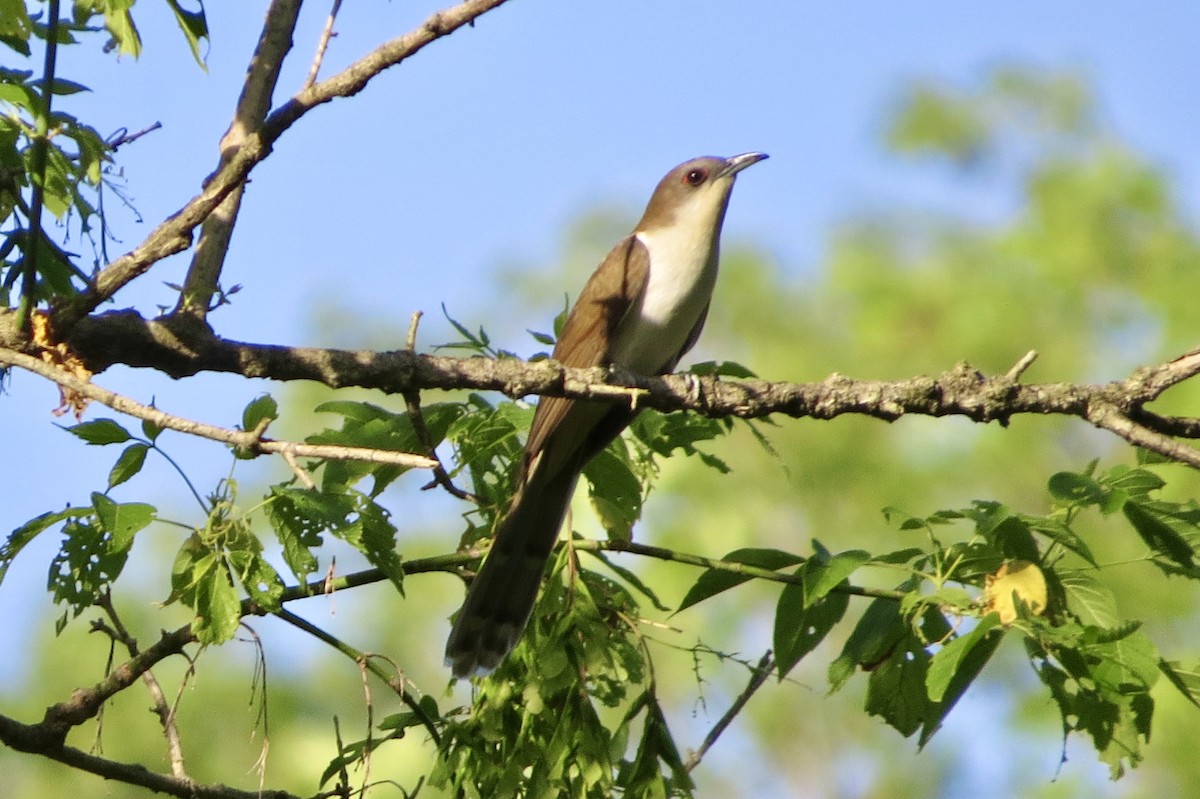 Black-billed Cuckoo - Joe Wojnarowski