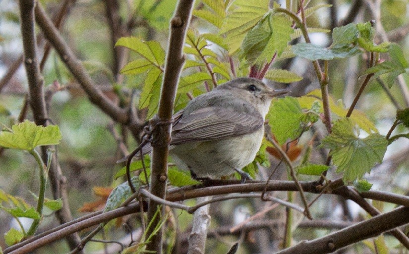 Warbling Vireo - ML340388081