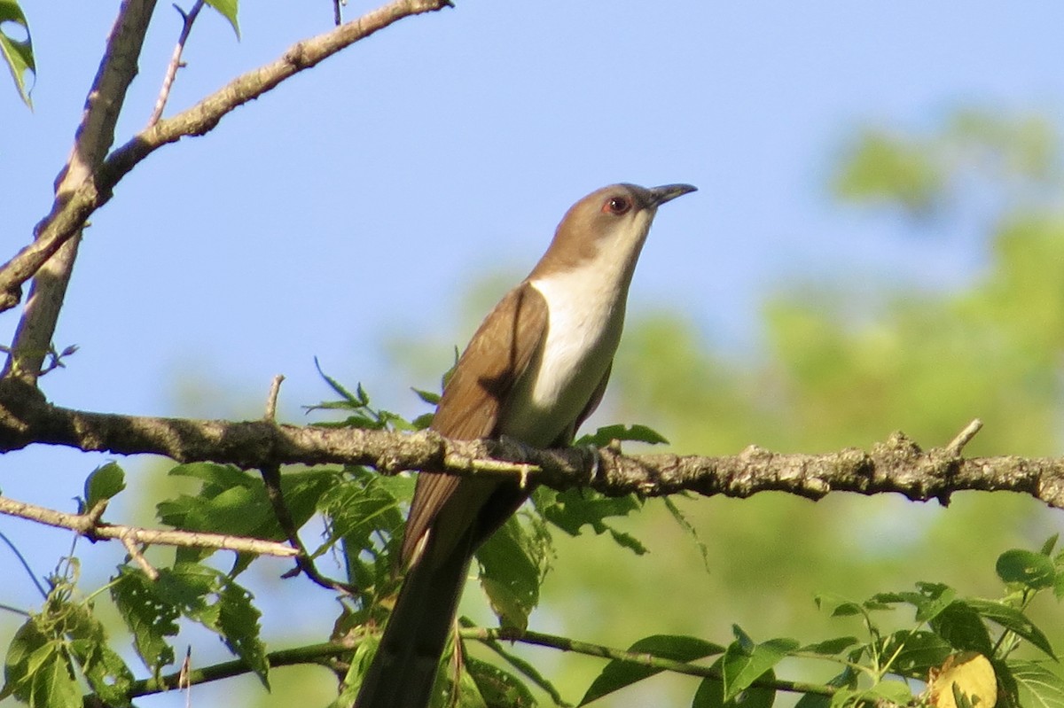 Black-billed Cuckoo - ML340388161