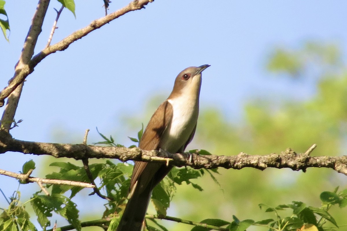 Black-billed Cuckoo - ML340388191