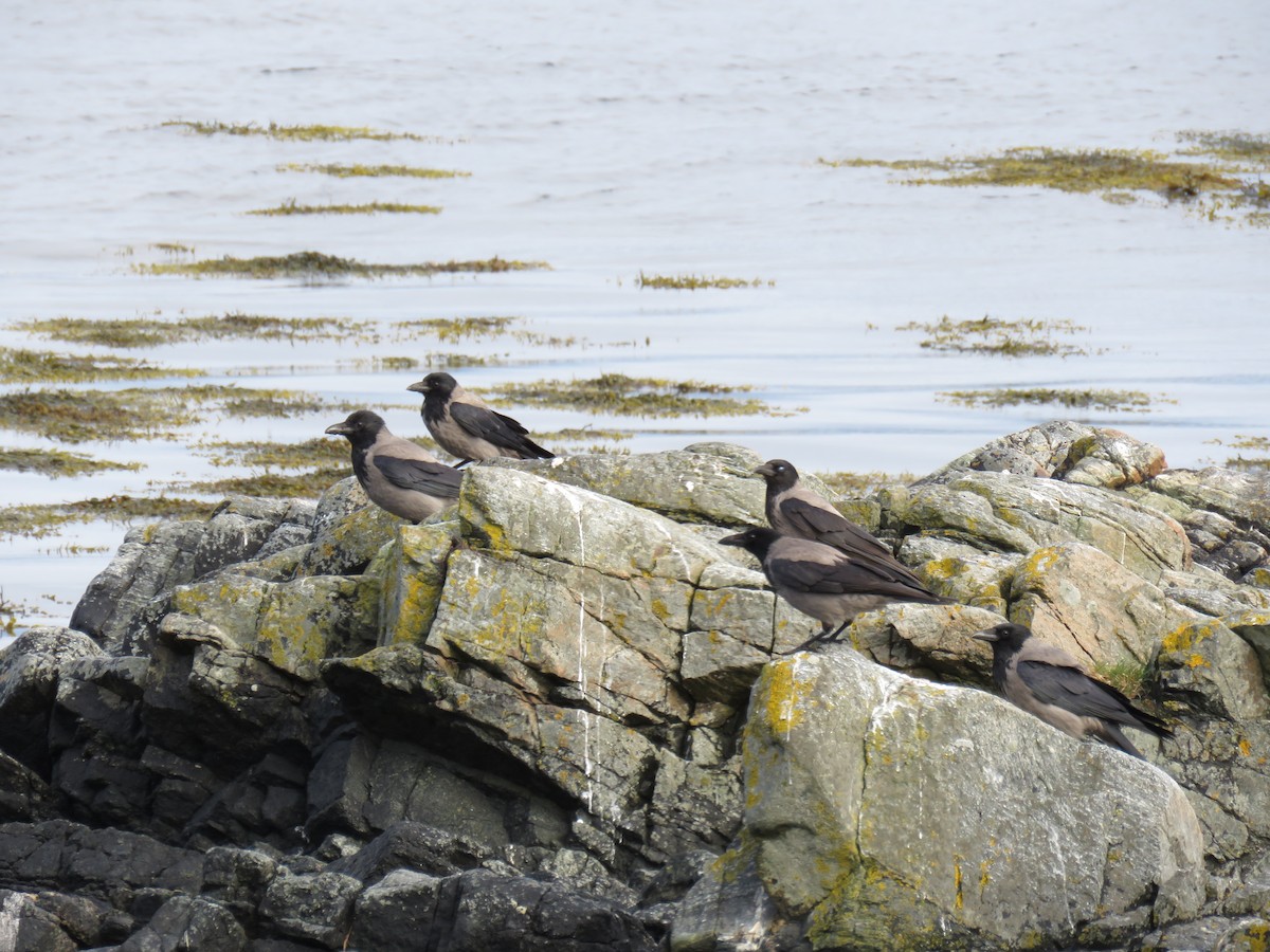 Hooded Crow - ML34038821