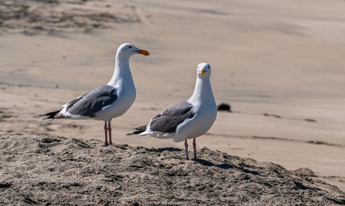 Western Gull - ML340388711