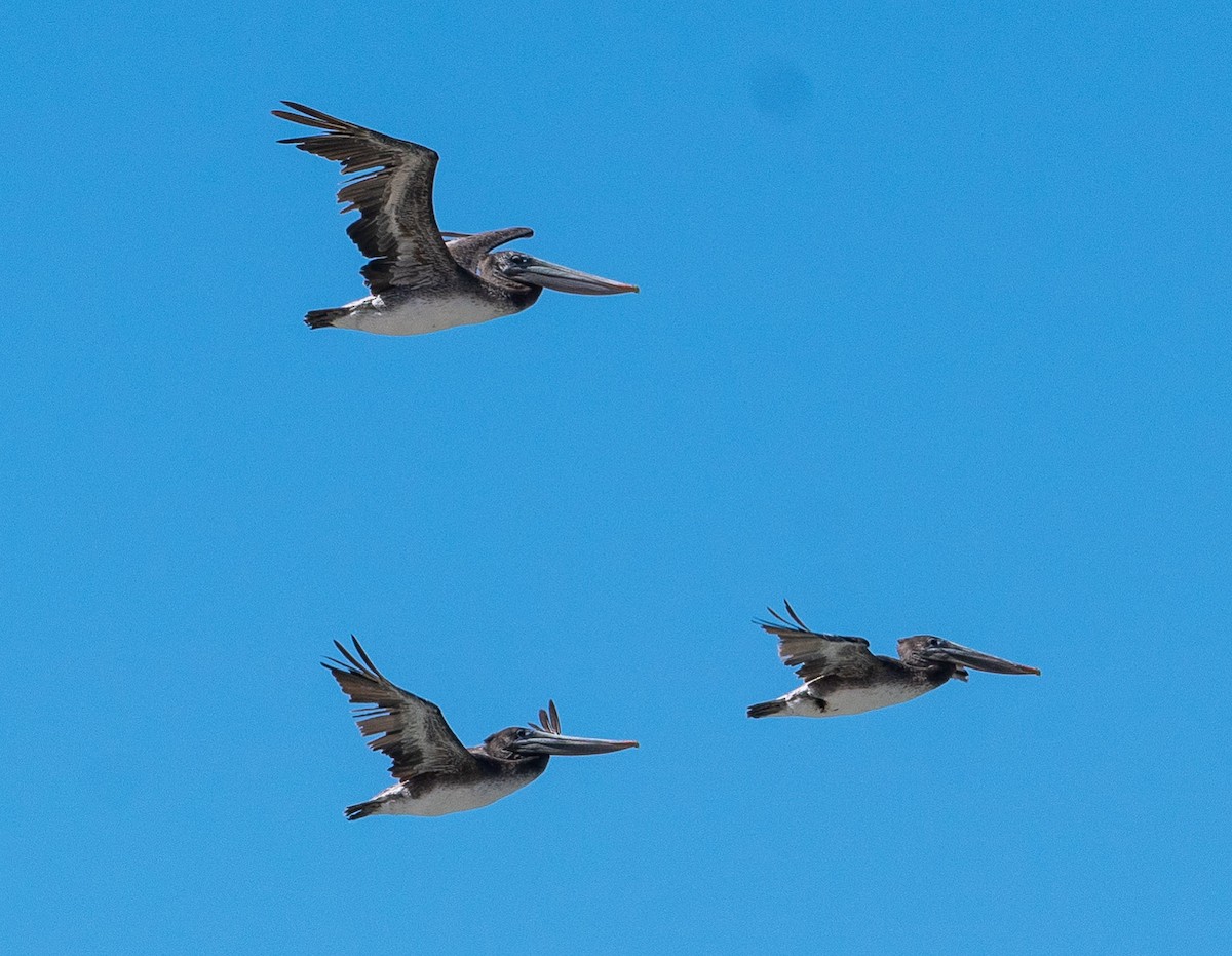 Brown Pelican - ML340388981