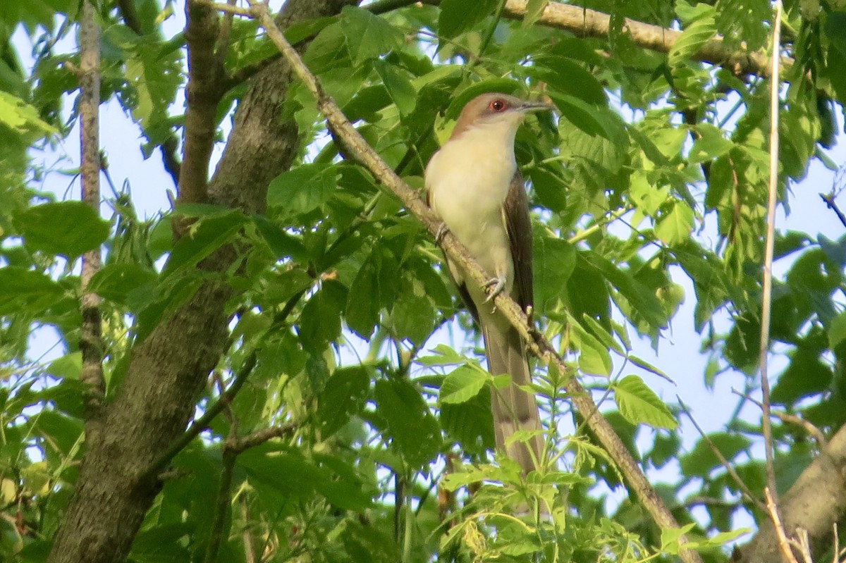 Black-billed Cuckoo - ML340389011