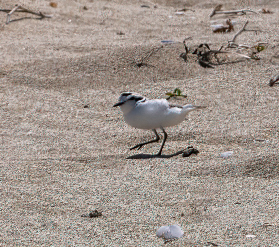 Snowy Plover - ML340389221