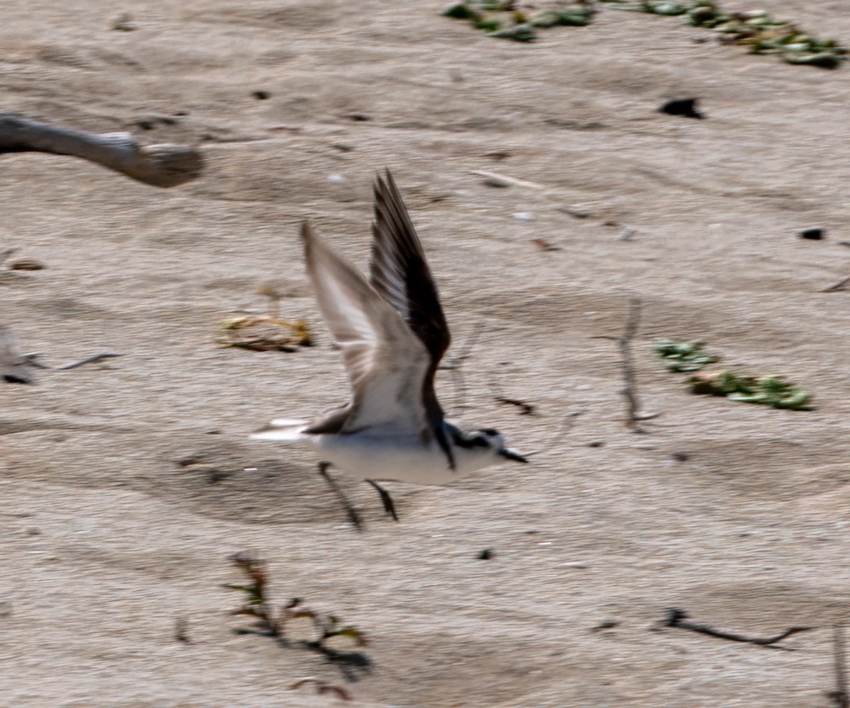 Snowy Plover - ML340389231