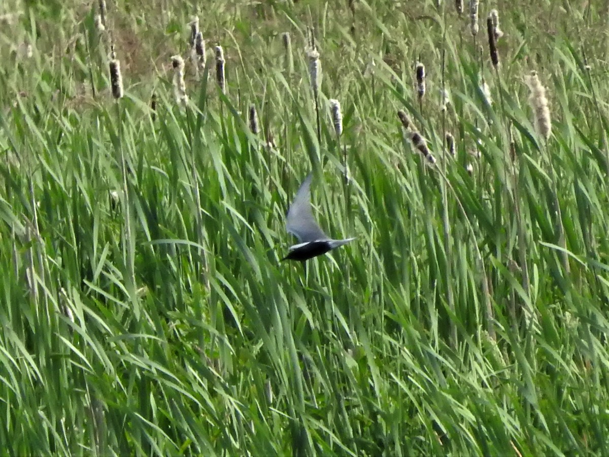 Хилэн хараалай - ML340389751